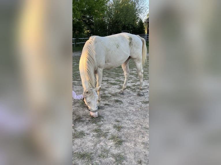 American Quarter Horse Gelding 4 years 15,2 hh Perlino in ZellingenZellingen