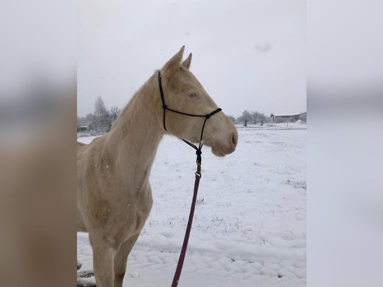 American Quarter Horse Gelding 4 years 15,2 hh Perlino in ZellingenZellingen