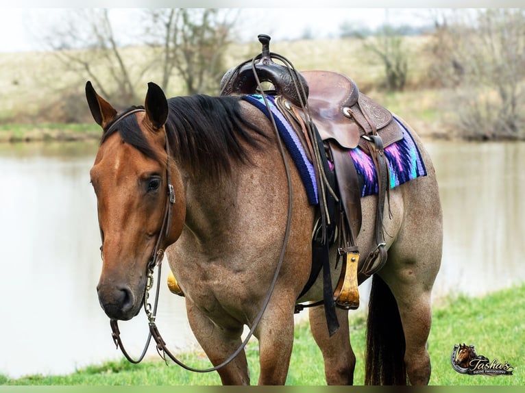 American Quarter Horse Gelding 4 years 15.2 hh Roan-Bay in Henderson