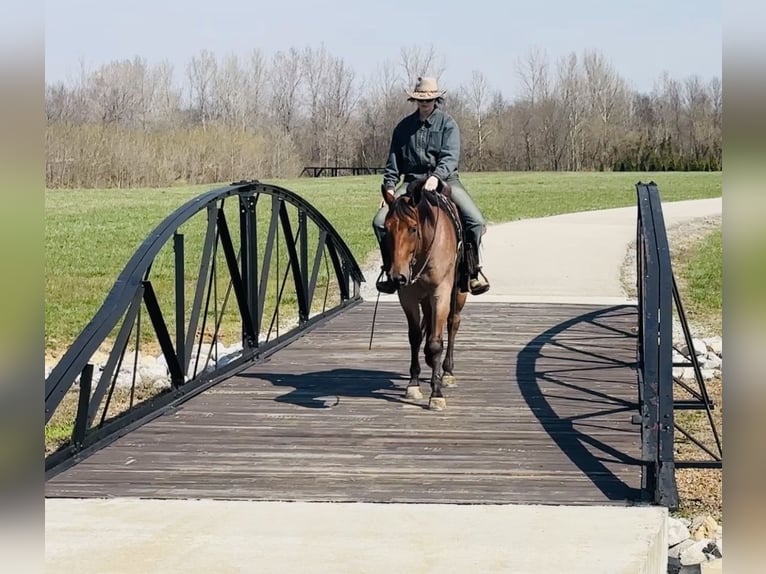 American Quarter Horse Gelding 4 years 15.2 hh Roan-Bay in Henderson