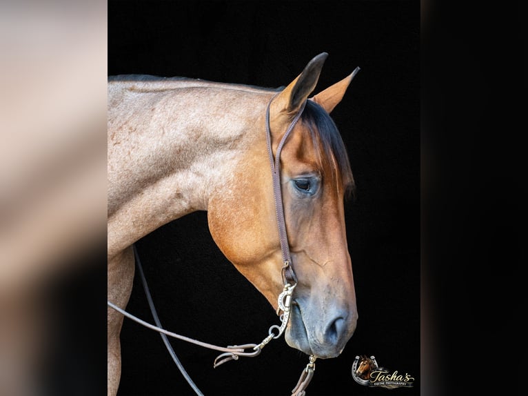 American Quarter Horse Gelding 4 years 15.2 hh Roan-Bay in Henderson
