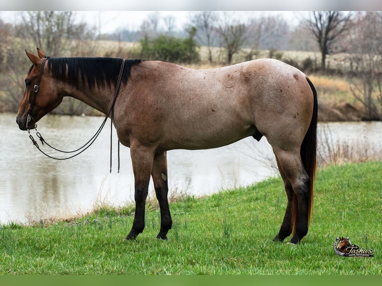 American Quarter Horse Gelding 4 years 15.2 hh Roan-Bay in Henderson