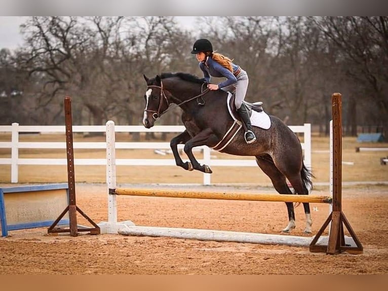 American Quarter Horse Gelding 4 years 15.2 hh Roan-Bay in Weatherford TX