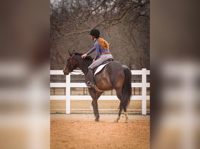 American Quarter Horse Gelding 4 years 15.2 hh Roan-Bay in Weatherford TX
