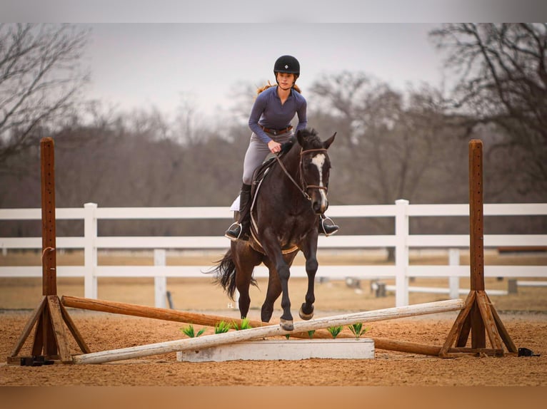American Quarter Horse Gelding 4 years 15.2 hh Roan-Bay in Weatherford TX
