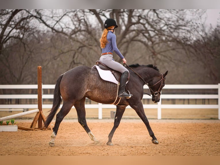 American Quarter Horse Gelding 4 years 15.2 hh Roan-Bay in Weatherford TX