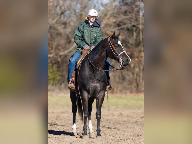 American Quarter Horse Gelding 4 years 15.2 hh Roan-Bay in Weatherford TX