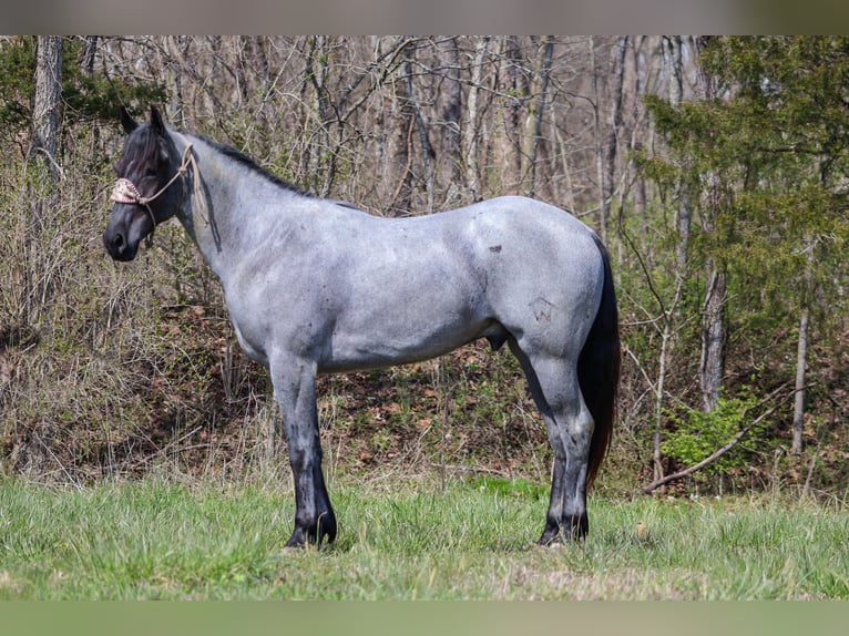 American Quarter Horse Gelding 4 years 15,2 hh Roan-Blue in FLEMINGSBURG, KY