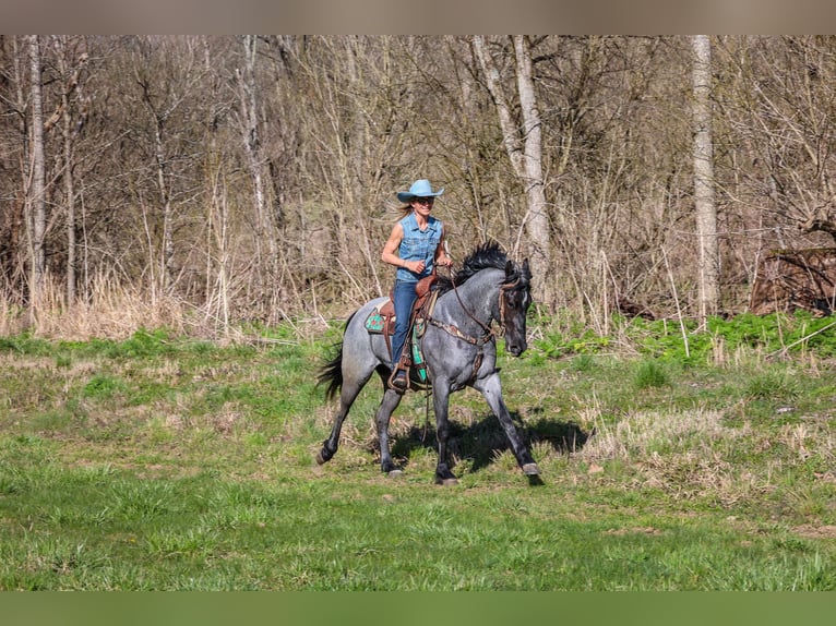 American Quarter Horse Gelding 4 years 15,2 hh Roan-Blue in FLEMINGSBURG, KY