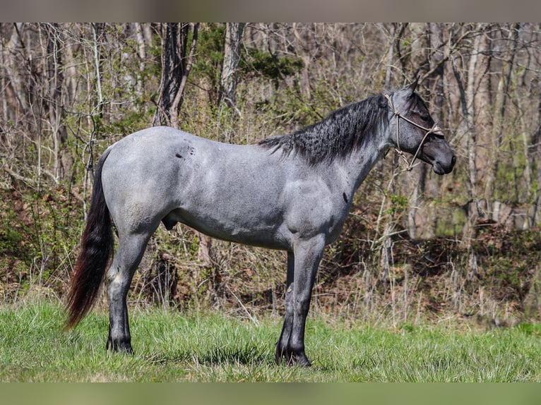 American Quarter Horse Gelding 4 years 15,2 hh Roan-Blue in FLEMINGSBURG, KY