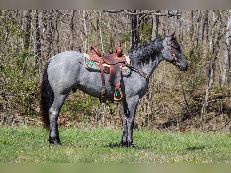 American Quarter Horse Gelding 4 years 15,2 hh Roan-Blue in FLEMINGSBURG, KY