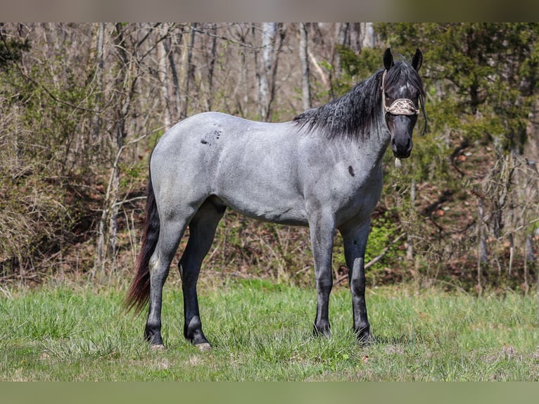 American Quarter Horse Gelding 4 years 15,2 hh Roan-Blue in FLEMINGSBURG, KY