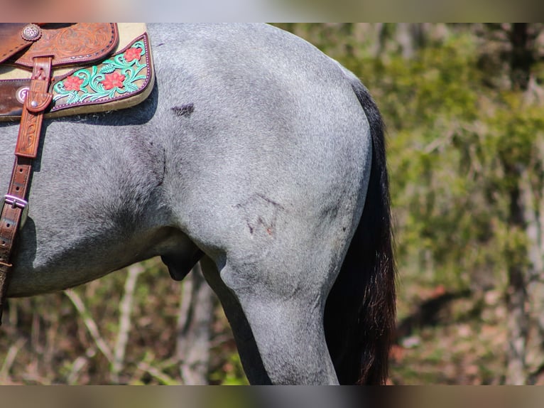 American Quarter Horse Gelding 4 years 15,2 hh Roan-Blue in FLEMINGSBURG, KY