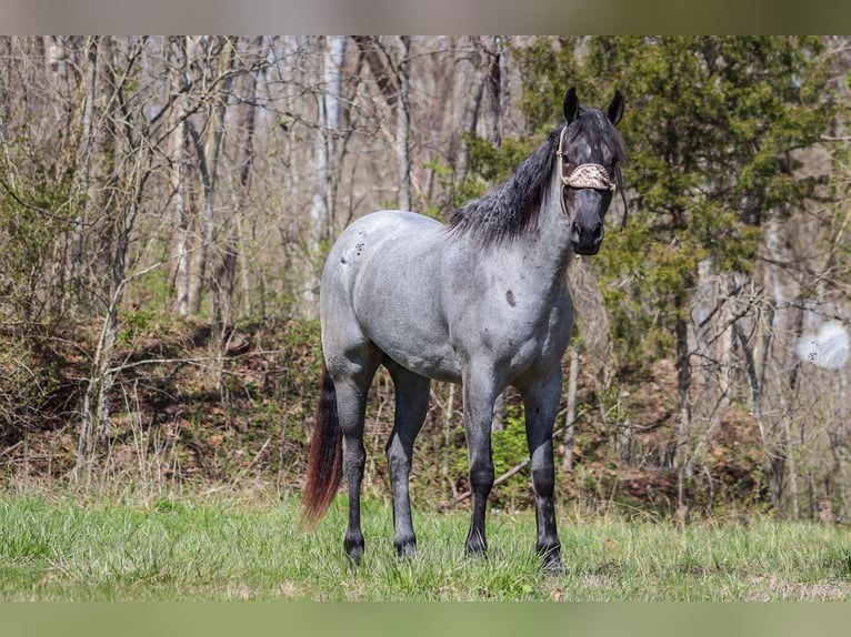 American Quarter Horse Gelding 4 years 15,2 hh Roan-Blue in FLEMINGSBURG, KY