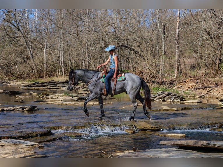 American Quarter Horse Gelding 4 years 15,2 hh Roan-Blue in FLEMINGSBURG, KY