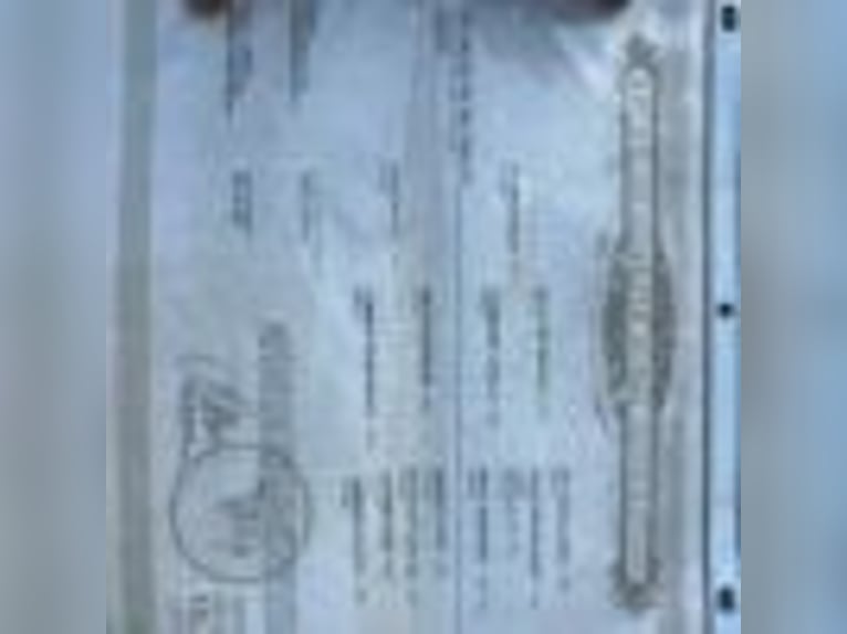 American Quarter Horse Gelding 4 years 15.2 hh Roan-Blue in Cole Camp MO