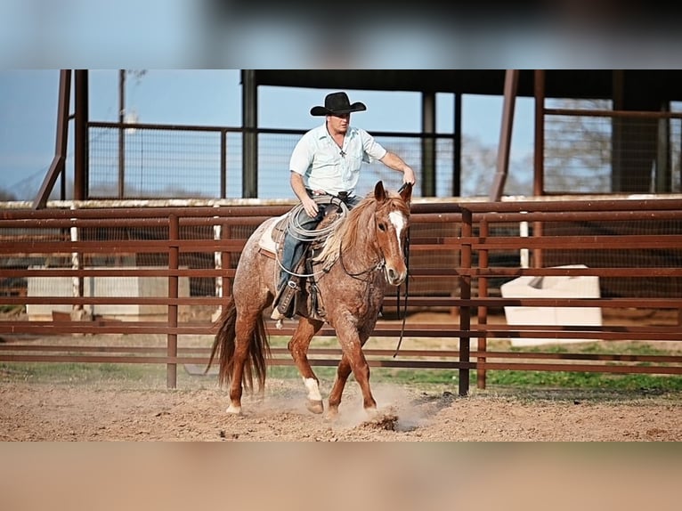 American Quarter Horse Gelding 4 years 15.2 hh Roan-Red in Normangee