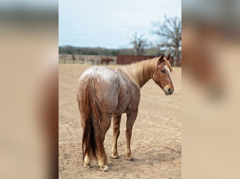 American Quarter Horse Gelding 4 years 15.2 hh Roan-Red in Normangee