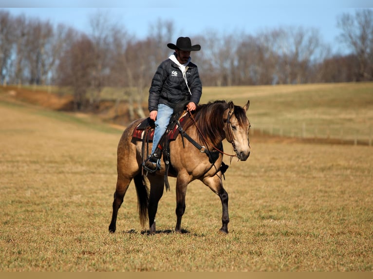 American Quarter Horse Gelding 4 years 15.3 hh Buckskin in Clarion