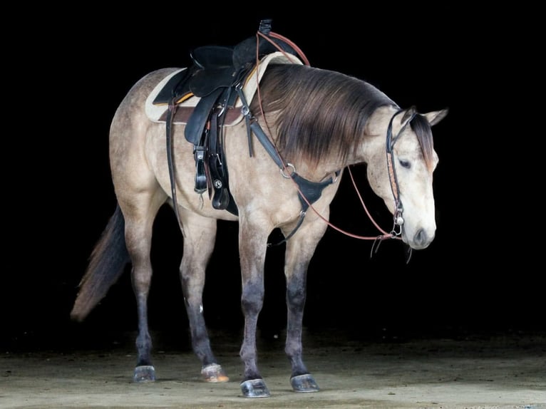 American Quarter Horse Gelding 4 years 15.3 hh Buckskin in Clarion