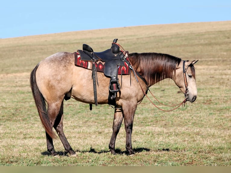 American Quarter Horse Gelding 4 years 15.3 hh Buckskin in Clarion