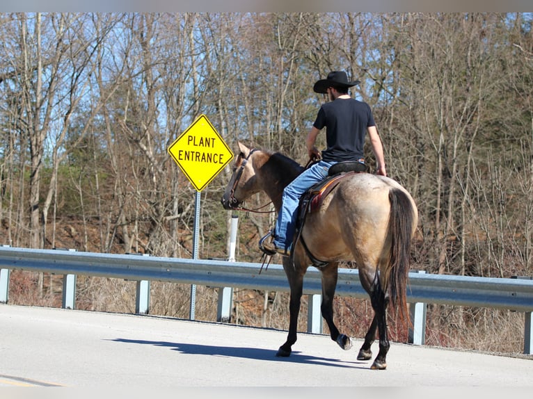 American Quarter Horse Gelding 4 years 15.3 hh Buckskin in Clarion