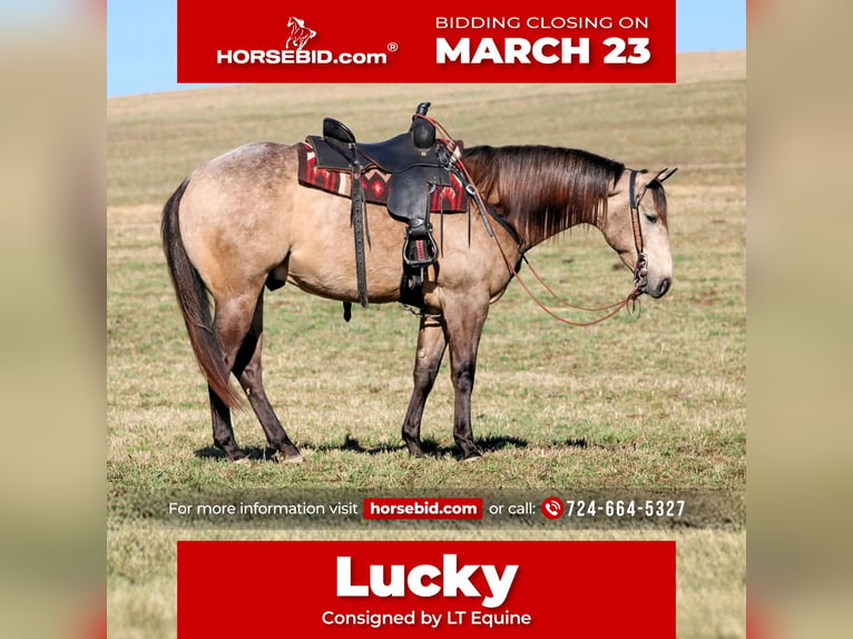 American Quarter Horse Gelding 4 years 15.3 hh Buckskin in Clarion
