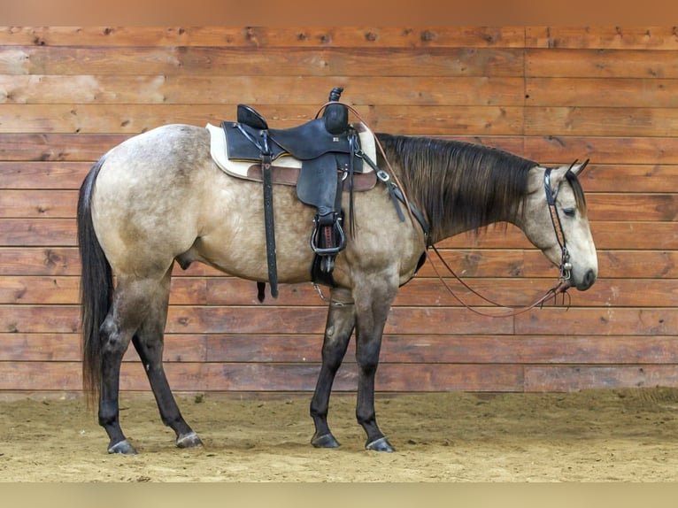 American Quarter Horse Gelding 4 years 15.3 hh Buckskin in Clarion