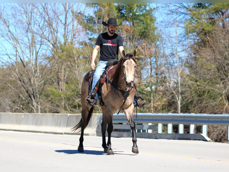 American Quarter Horse Gelding 4 years 15.3 hh Buckskin in Clarion
