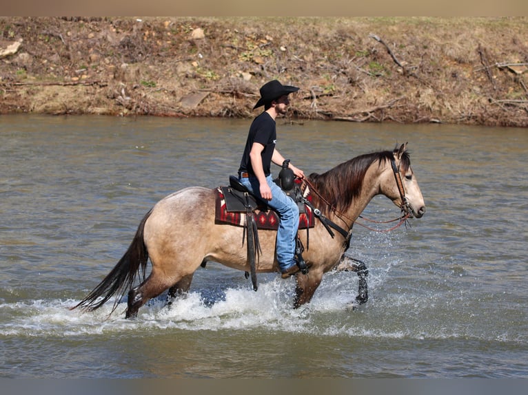 American Quarter Horse Gelding 4 years 15.3 hh Buckskin in Clarion