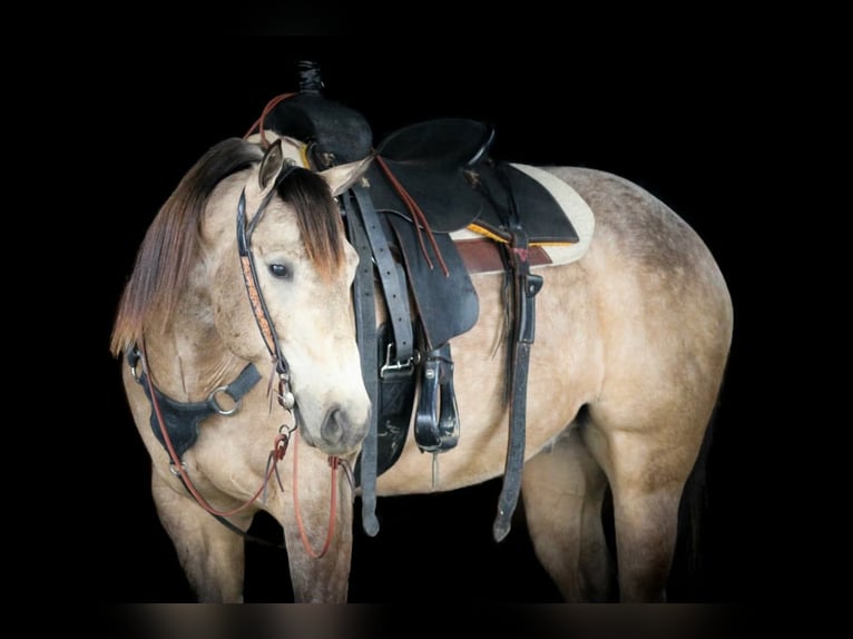 American Quarter Horse Gelding 4 years 15.3 hh Buckskin in Clarion