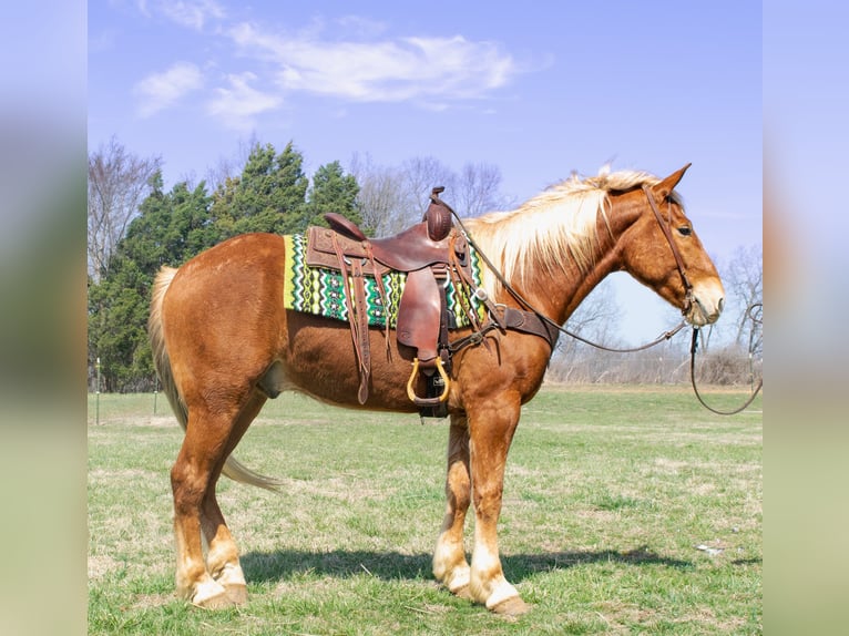 American Quarter Horse Gelding 4 years 15,3 hh Chestnut in Greenville KY