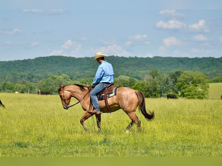 American Quarter Horse Gelding 4 years 15,3 hh Dun in Somerset