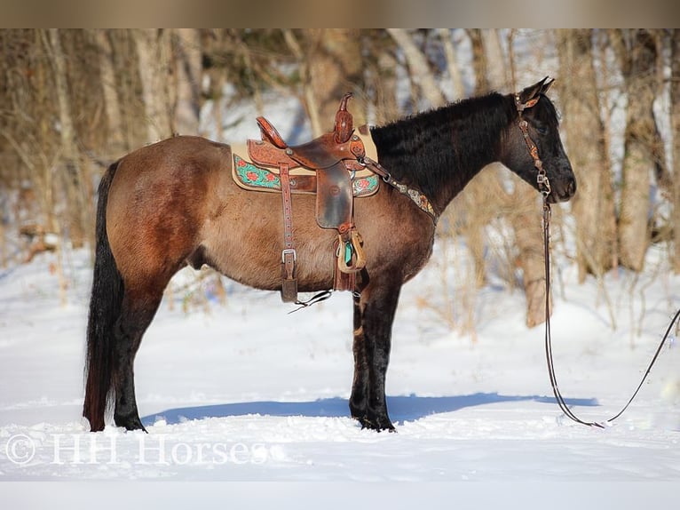 American Quarter Horse Gelding 4 years 15,3 hh Grullo in FLEMINGSBURG, KY