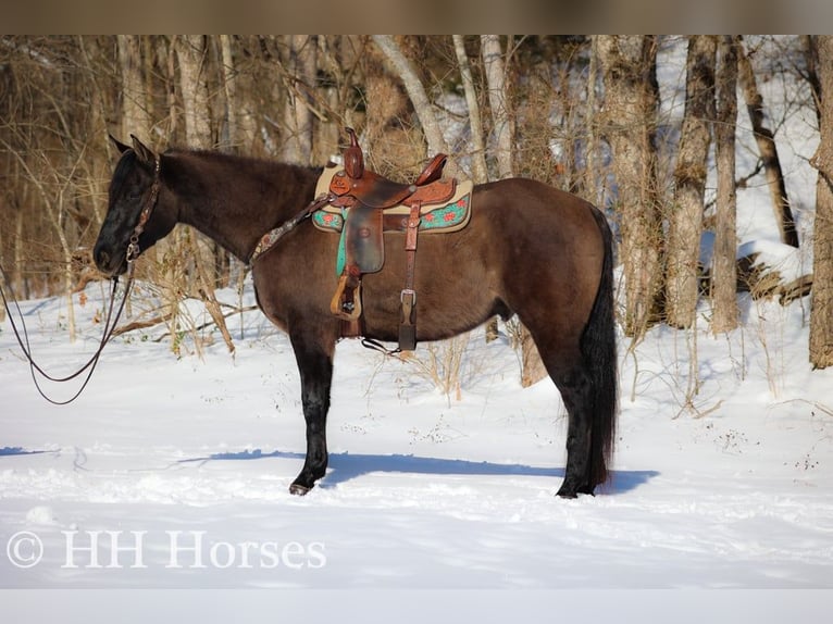 American Quarter Horse Gelding 4 years 15,3 hh Grullo in FLEMINGSBURG, KY