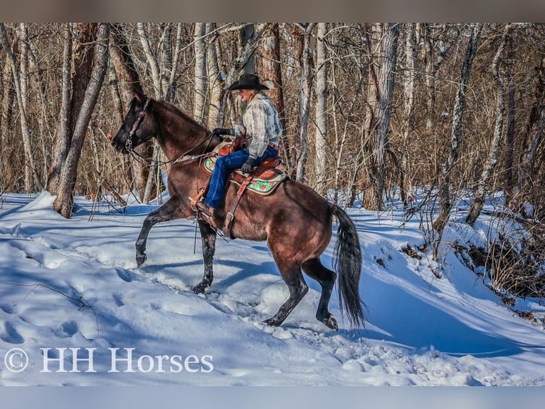 American Quarter Horse Gelding 4 years 15,3 hh Grullo in FLEMINGSBURG, KY