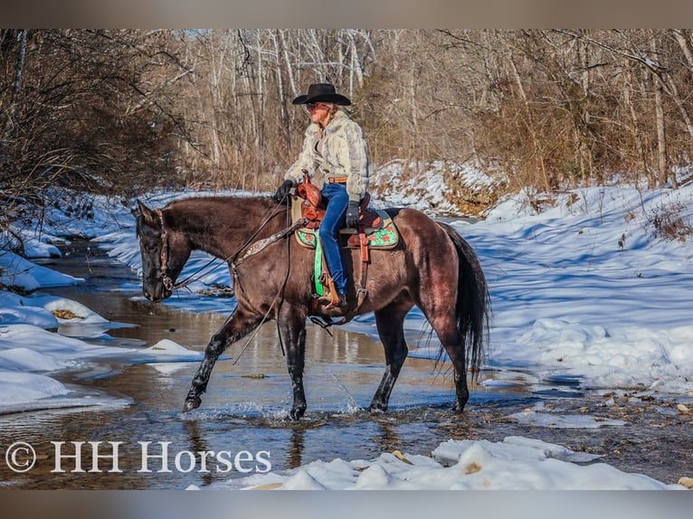 American Quarter Horse Gelding 4 years 15,3 hh Grullo in FLEMINGSBURG, KY