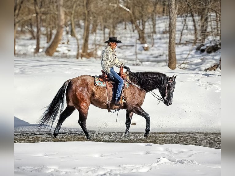 American Quarter Horse Gelding 4 years 15,3 hh Grullo in FLEMINGSBURG, KY