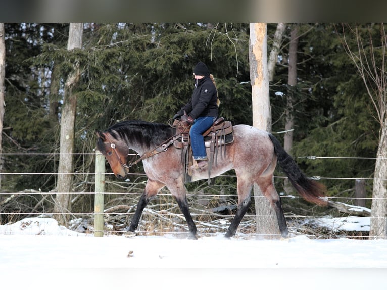 American Quarter Horse Gelding 4 years 15,3 hh Roan-Bay in Clarion, PA