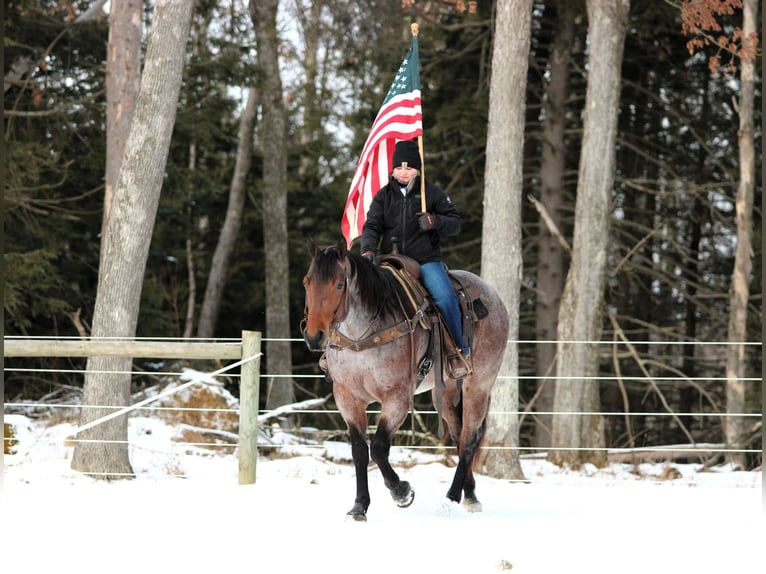 American Quarter Horse Gelding 4 years 15,3 hh Roan-Bay in Clarion, PA