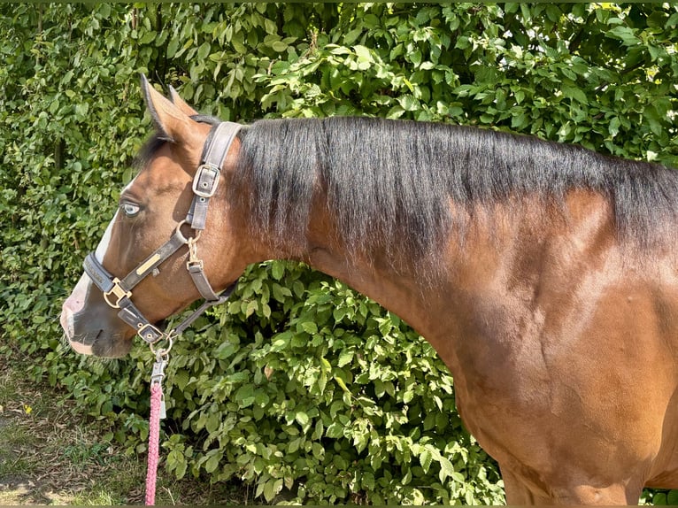 American Quarter Horse Gelding 4 years 15 hh Bay-Dark in Dorsten