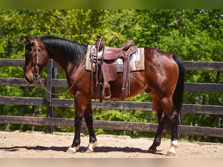 American Quarter Horse Gelding 4 years 15 hh Bay in Clover