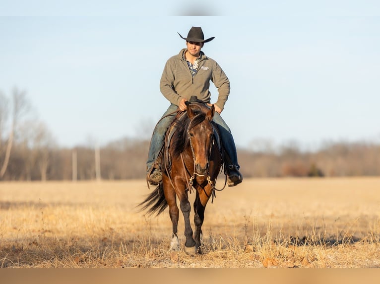 American Quarter Horse Gelding 4 years 15 hh Bay in Lewistown