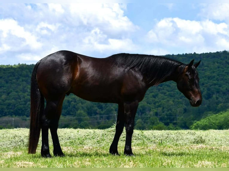 American Quarter Horse Gelding 4 years 15 hh Bay in Rebersburg