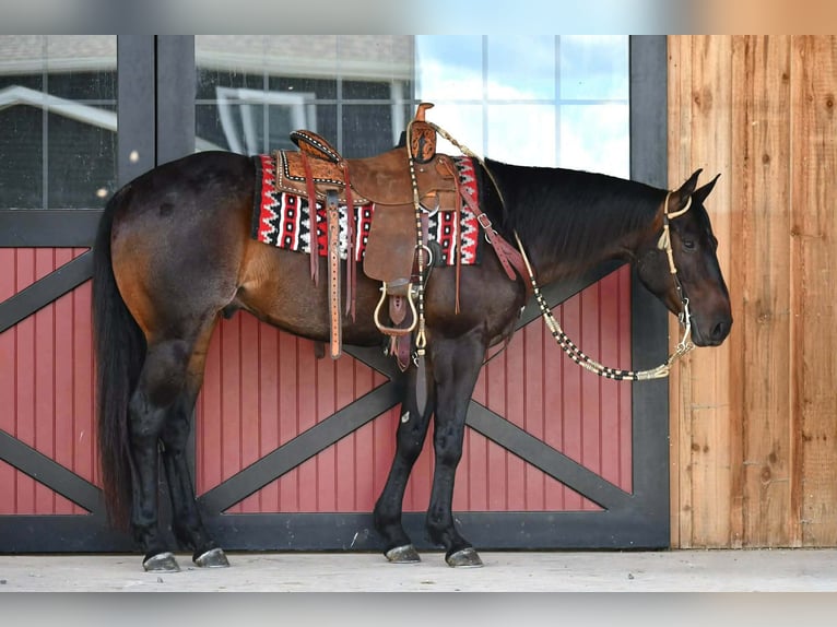 American Quarter Horse Gelding 4 years 15 hh Bay in Rebersburg