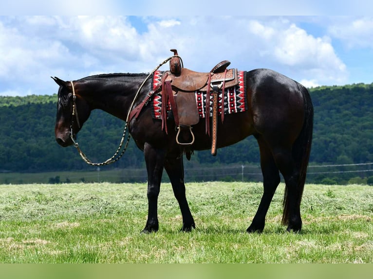 American Quarter Horse Gelding 4 years 15 hh Bay in Rebersburg