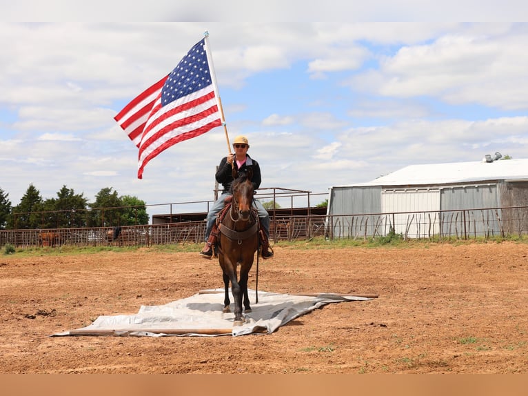 American Quarter Horse Gelding 4 years 15 hh Bay in Ripley