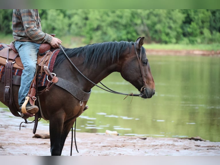American Quarter Horse Gelding 4 years 15 hh Bay in Ripley