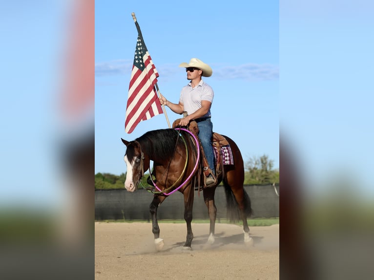 American Quarter Horse Gelding 4 years 15 hh Bay in Buffalo, MO