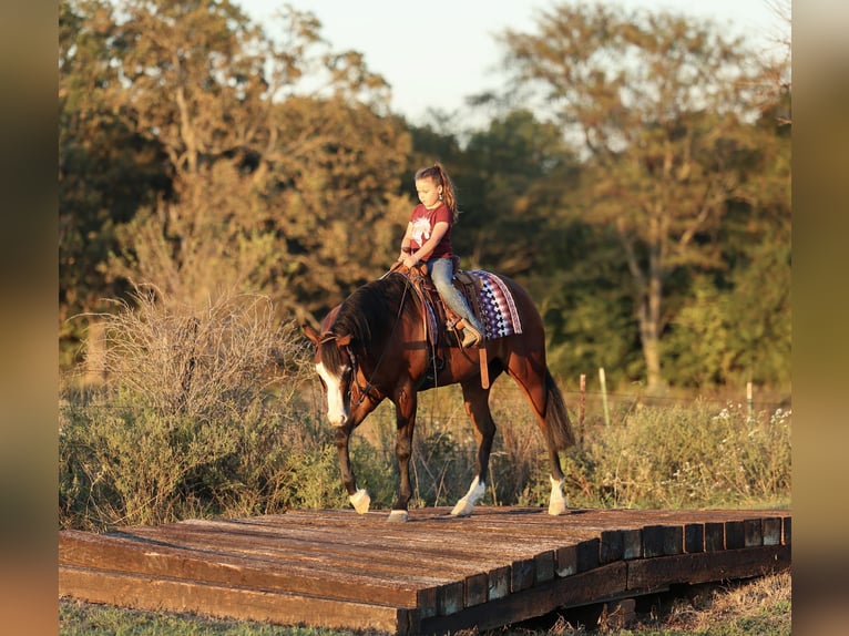 American Quarter Horse Gelding 4 years 15 hh Bay in Buffalo, MO
